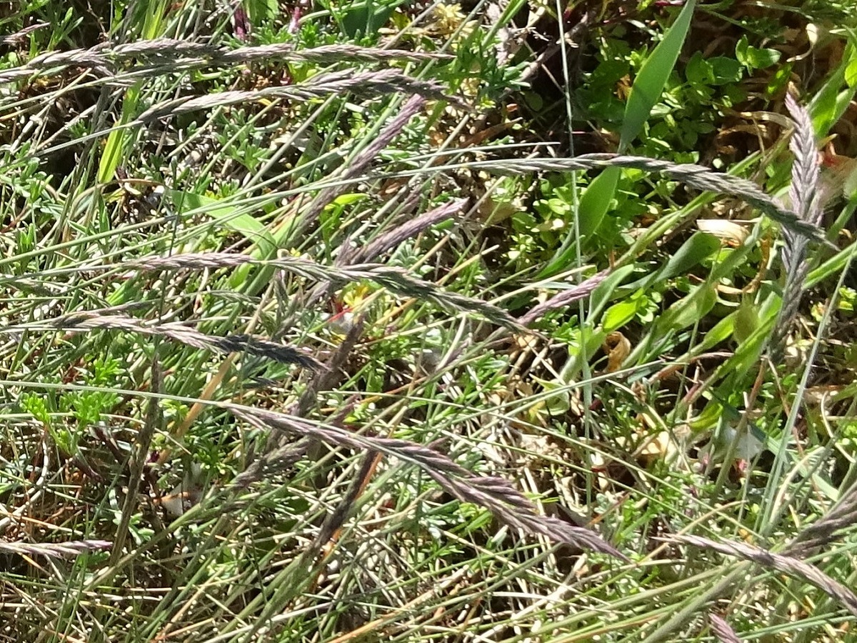 Festuca vasconcensis (Poaceae)
